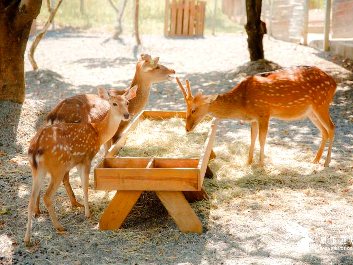 綠島梅花鹿生態園區|近距離餵食台灣特有梅花鹿|Sika Deer Ecological Park, Green Island